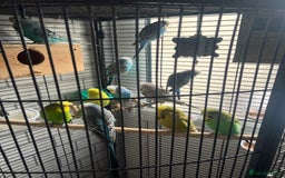 Budgerigars birds for sale: Beautiful Exhibition budgies - Image 1
