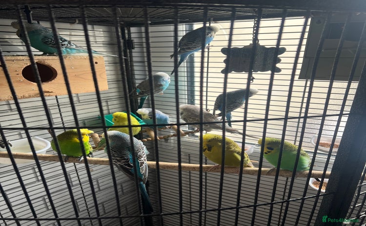 Budgerigars birds - Advert 1