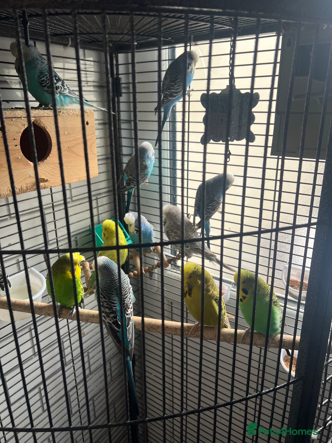 Budgerigars birds for sale: Beautiful Exhibition budgies - Image 1