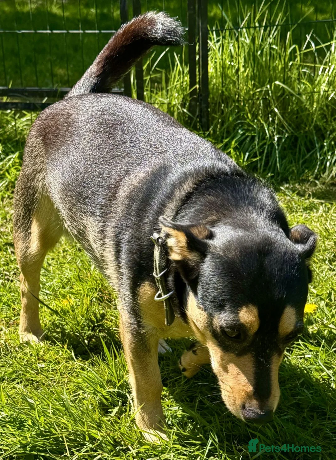 German Shepherd dogs for sale: Elza- German Shepherd miniature - Advert 3