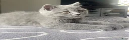 British Shorthair cats for sale: BSH Blue and Lilac GCCF Reg Kittens - Advert 5