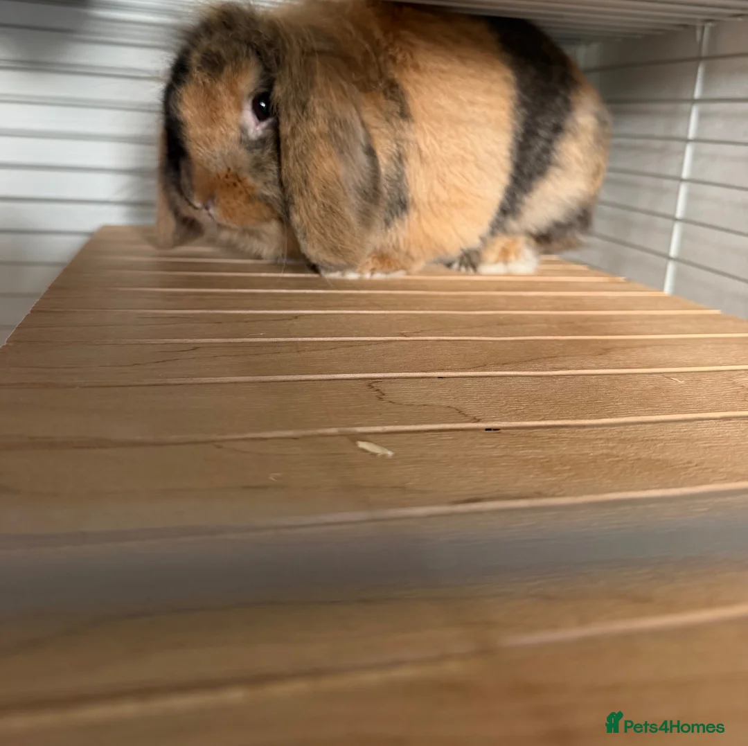 Dwarf Lop rabbits for sale:  Needs a new home - Advert 2