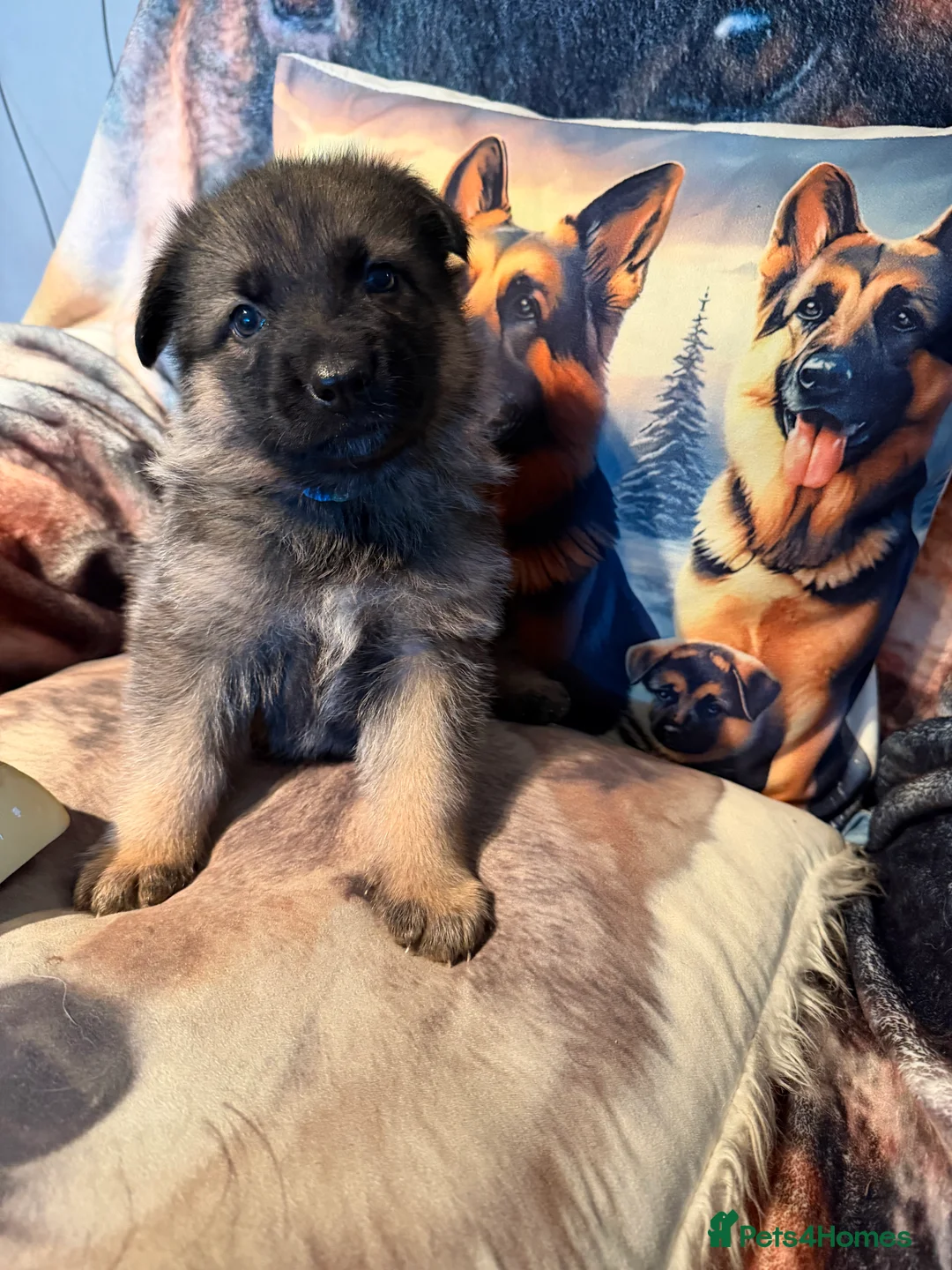 German Shepherd dogs for sale: GLENCONNER GERMAN SHEPHERDS - Advert 2