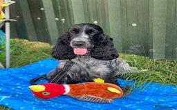 Cocker Spaniel dogs for sale: Ready Now - KC reg Blue Roan Show Cocker Spaniels in Selby - Image 5