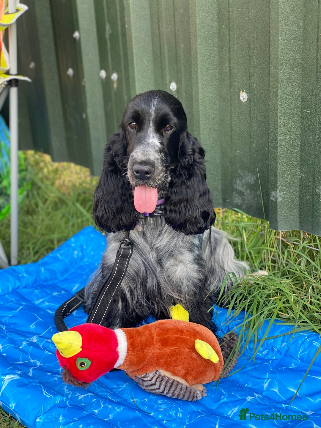 Cocker Spaniel dogs for sale: Ready Now - KC reg Blue Roan Show Cocker Spaniels in Selby - Image 5
