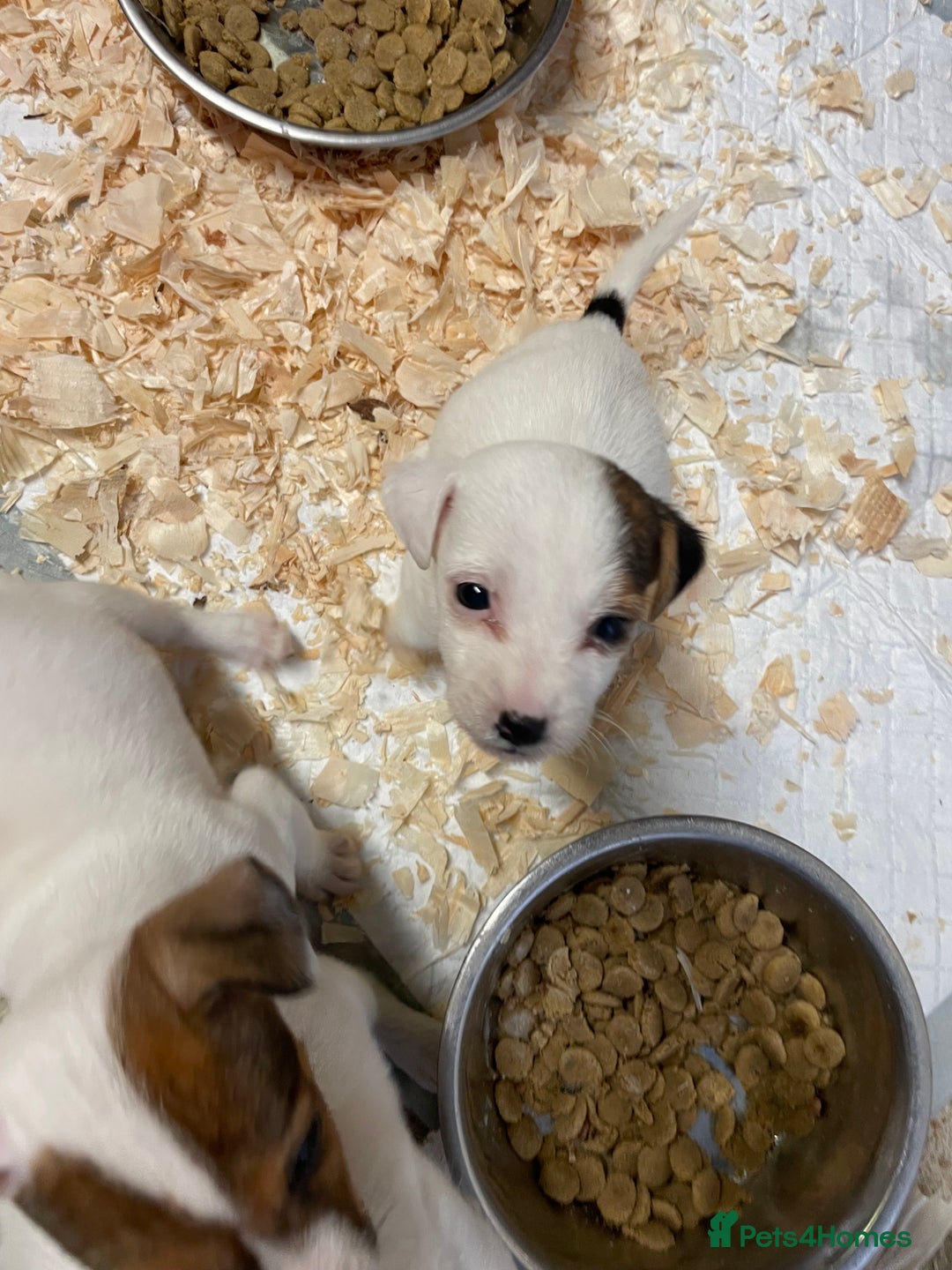 Jack Russell dogs for sale: 5 lovely Jack Russell puppies  - Advert 9