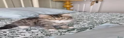 Mixed Breed cats for sale: 4 beautiful domestic longhair mixed kittens in Ellesmere Port - Advert 7