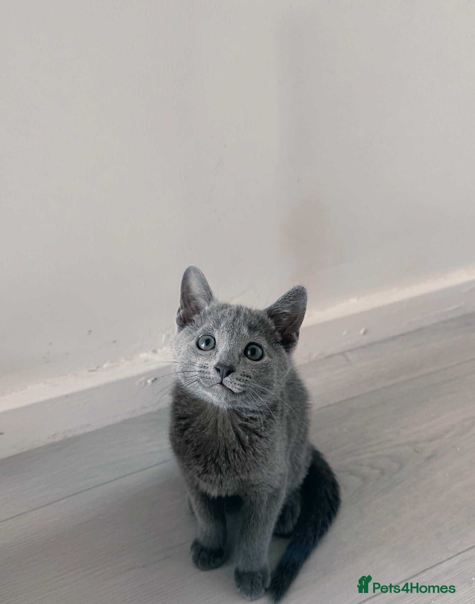 Russian Blue cats Stunning Russian Blue- Loving & Affectionate  💙 - Advert 2