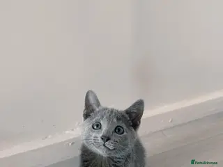 Russian Blue cats Stunning Russian Blue- Loving & Affectionate 💙 - Advert 2