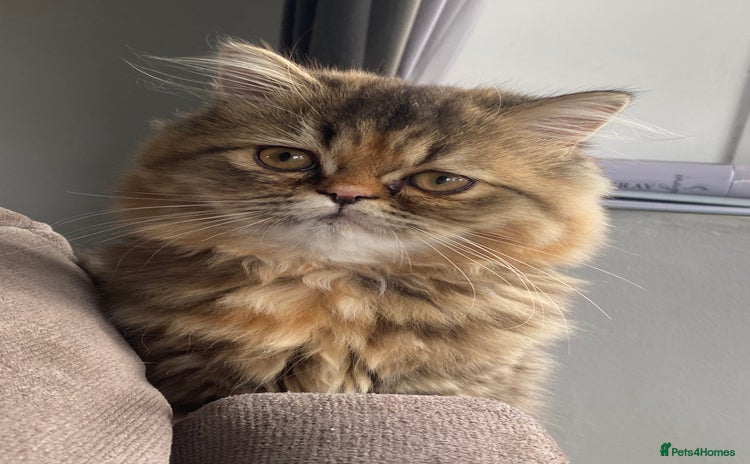 Persian cats in Gateshead - Advert 1