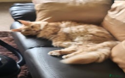Maine Coon cats for sale: Ginger Stripped Male Maincoon - Image 2