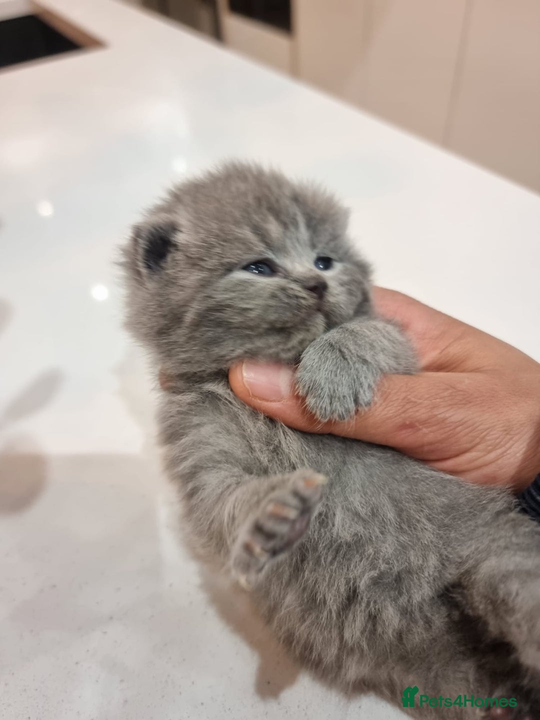 British Shorthair cats for sale: Stunning British Short Hair Kittens - Advert 9