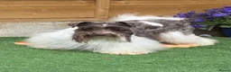 Miniature Schnauzer dogs for sale: Beautiful Chocolate Parti Miniature Schnauzers - Advert 11