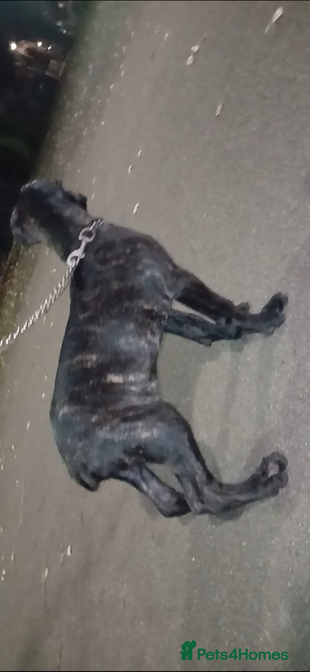 Cane Corso dogs for sale: Russian/Romanian cane Corso pup  - Advert 2