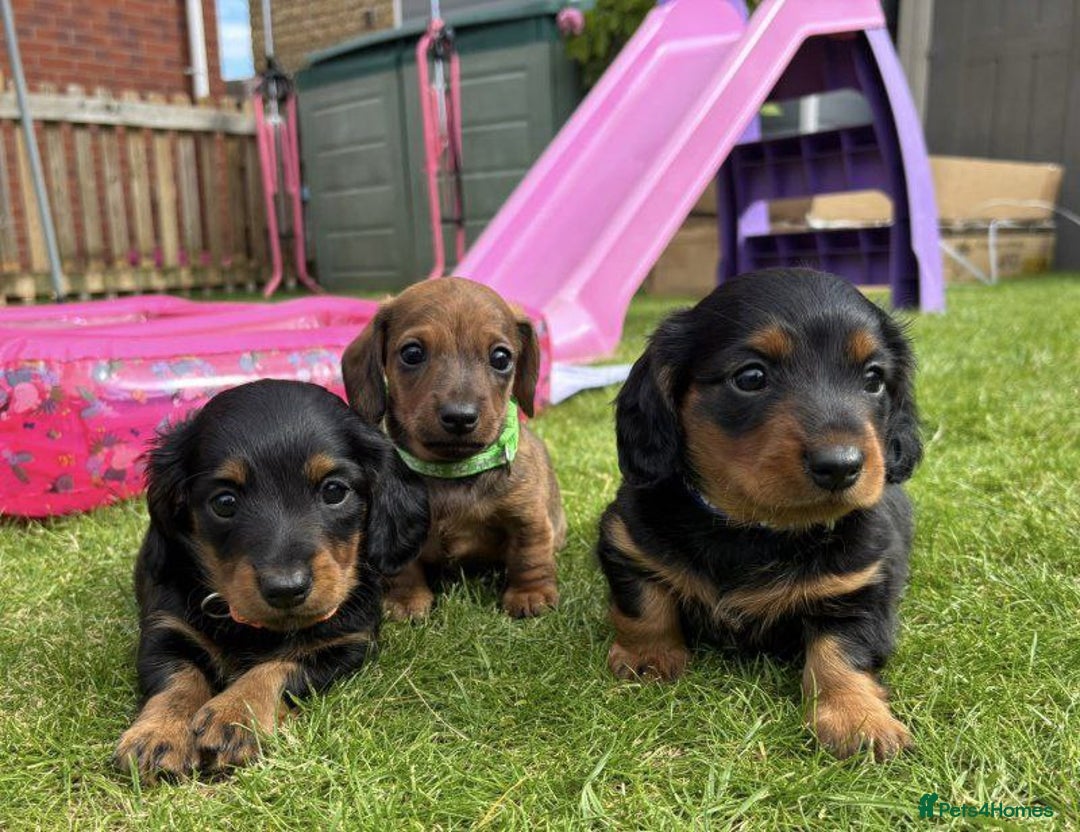 Miniature Dachshund dogs for sale:  ADORABLE MINIATURE DACHSHUND PUPPIES - Image 5