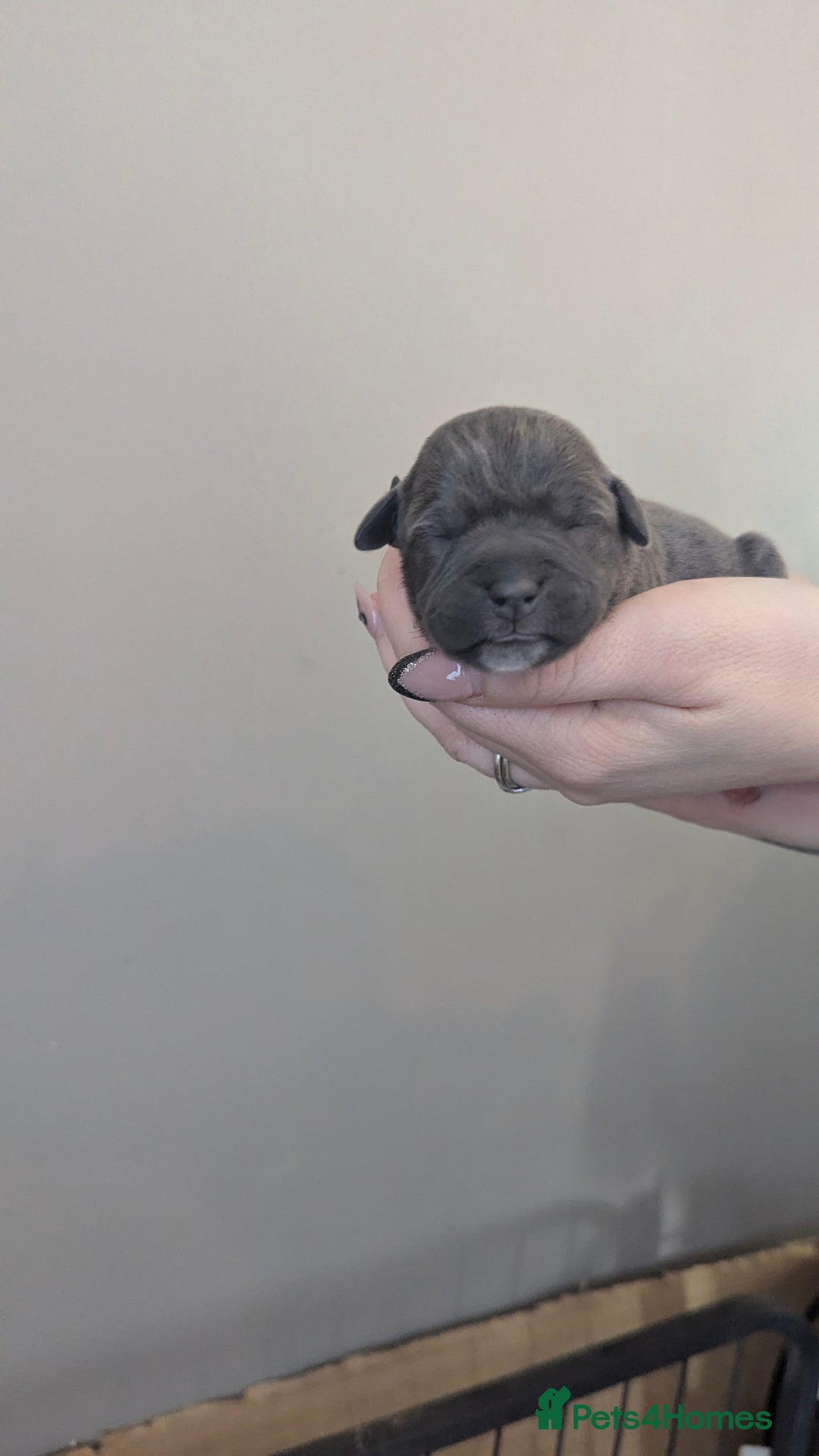 Staffordshire Bull Terrier dogs for sale: Beautiful KC reg Staffordshire bull terriers - Advert 16