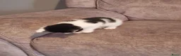 Mixed Breed cats for sale: 3 beautiful kittens for sale - Advert 18