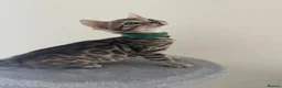Bengal cats for sale: 7 beautiful pure Bengal Kittens - Advert 26