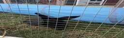 Mixed Breed rabbits for sale: Dwarf Rabbits, beautiful colours  - Advert 2