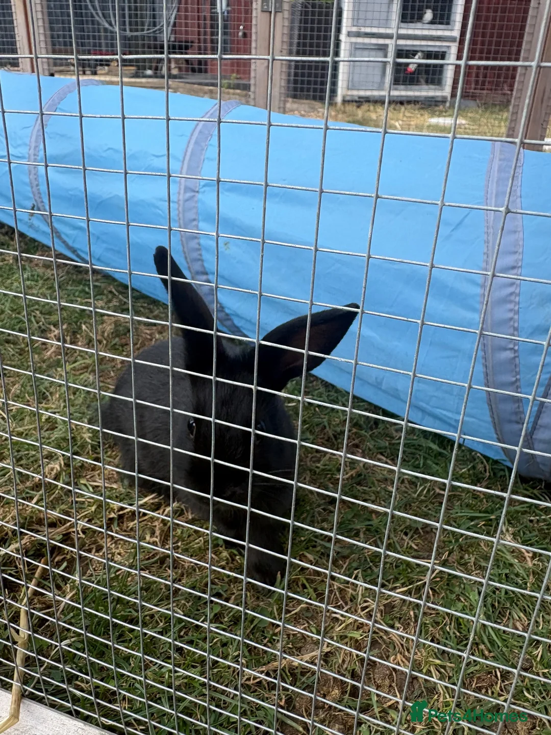 Mixed Breed rabbits for sale: Dwarf Rabbits, beautiful colours  - Advert 2