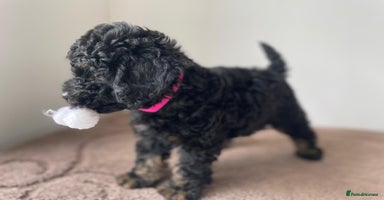 Cavapoo dogs - Advert 2