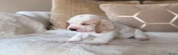 Beagle dogs for sale: STUNNING KC 5 GEN TRI COLOUR/TAN+WHITE BEAGLE PUPS - Advert 14