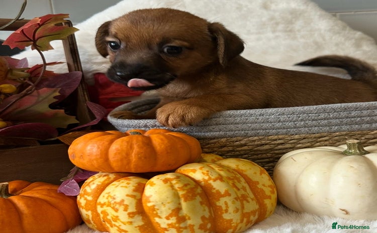 Mixed Breed dogs - Advert 2