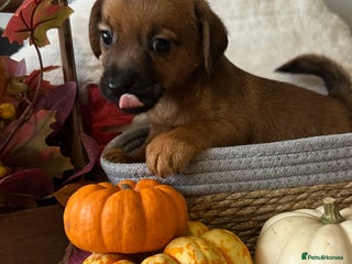 Mixed Breed dogs - Advert 2