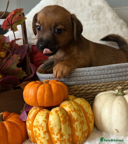 Mixed Breed dogs - Advert 2