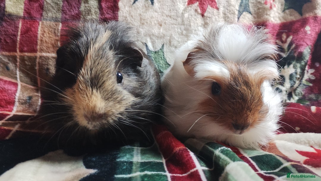 Guinea Pig rodents for sale: Very cute pair of boy guinea pigs ready now  - Advert 1