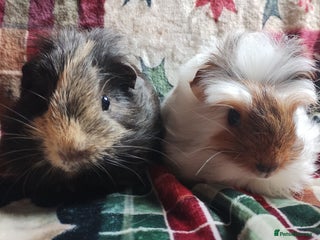 Guinea Pig rodents Very cute pair of boy guinea pigs ready now - Advert 1