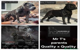 Staffordshire Bull Terrier dogs for sale: KC Registered Mr T & Luminastaffs Puppies - Image 19