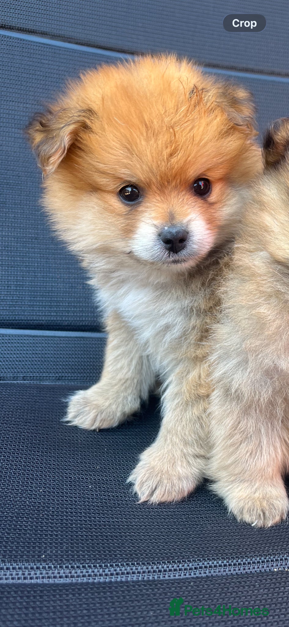 Pomeranian dogs for sale: Pomeranian puppies in Ledbury - Advert 6