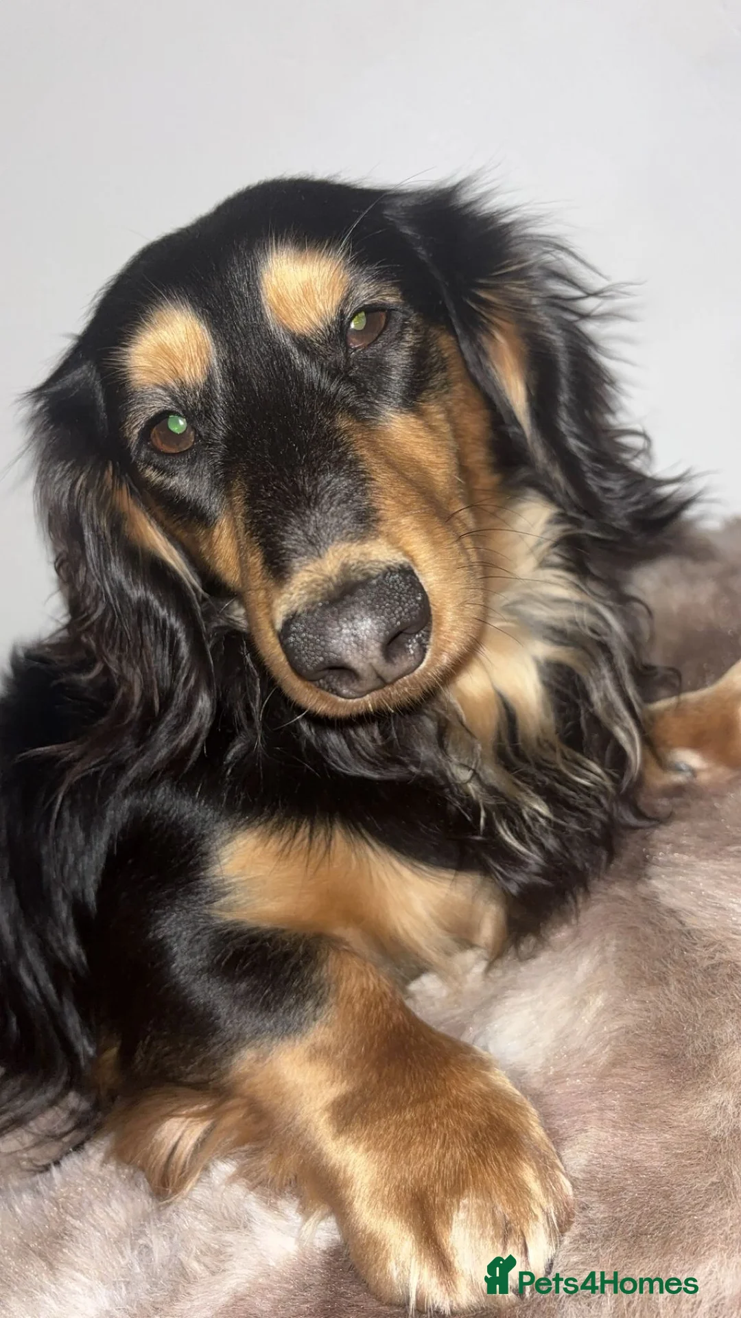 Miniature Dachshund dogs for stud: KC Registered Stud Available  in Oldham - Advert 2