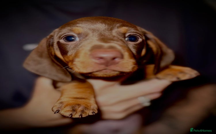 Miniature Dachshund dogs - Advert 4