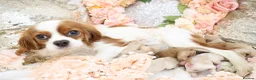 Cavapoo dogs for sale: Health Tested Cavapoo Puppies - Advert 14