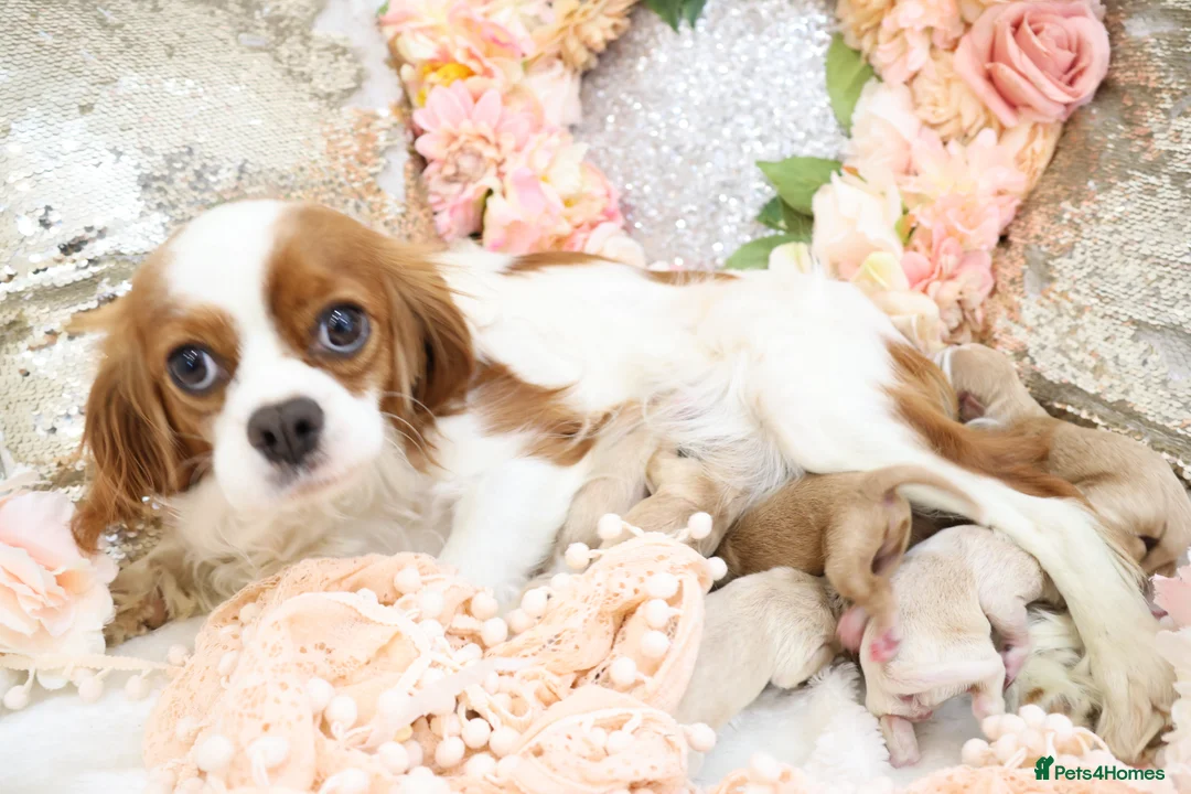 Cavapoo dogs for sale: Health Tested Cavapoo Puppies - Advert 14
