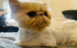 Mixed Breed cats for sale: Beautiful kittens ready for new homes.  - Image 13