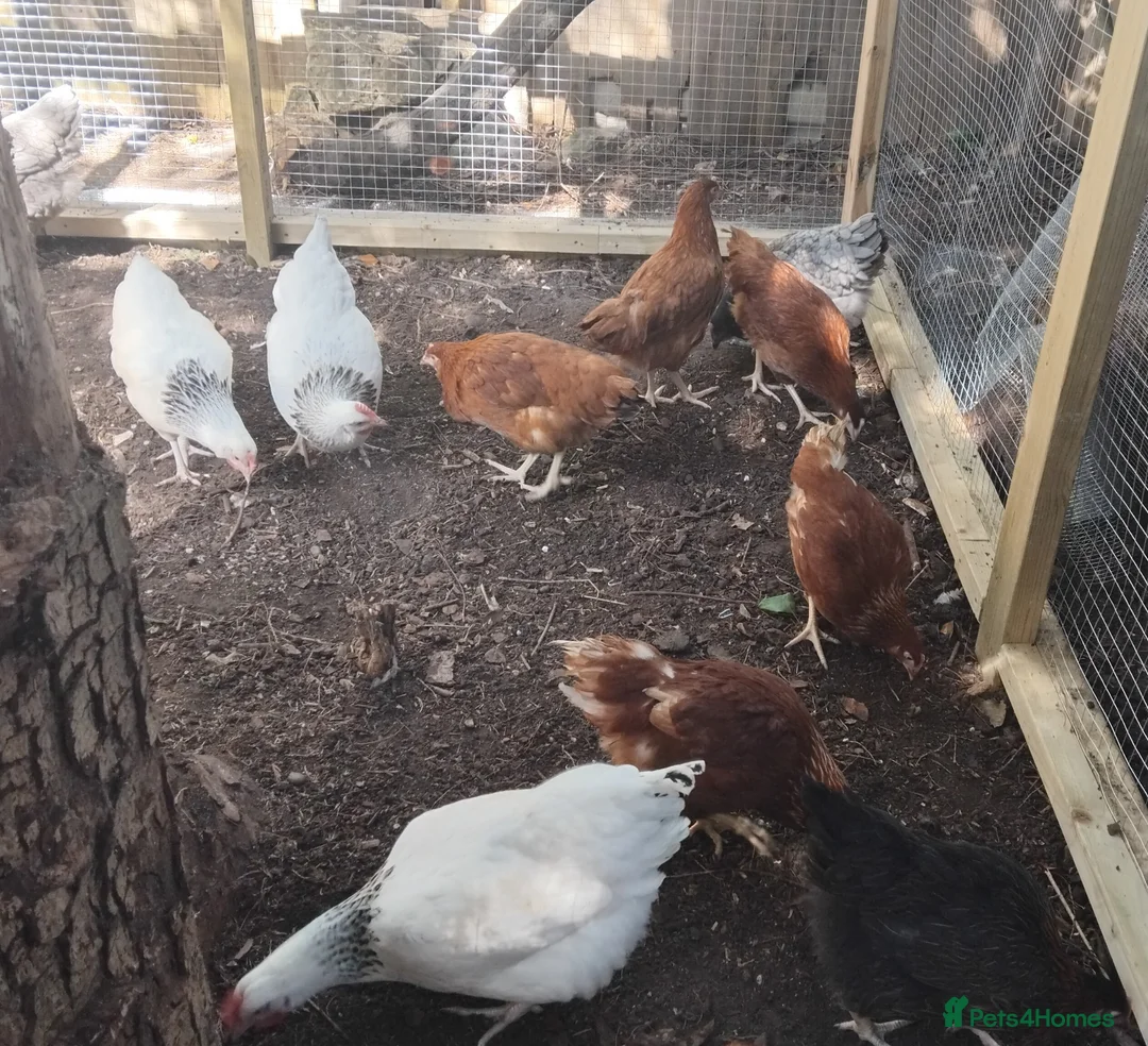 Chickens poultry for sale: Point of Lay Chickens for sale in Longfield - Advert 5