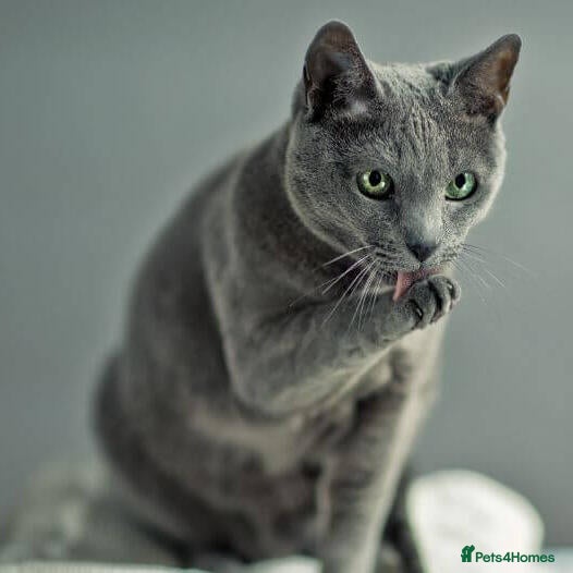 Mixed Breed cats cute mixed kittens  - Advert 1