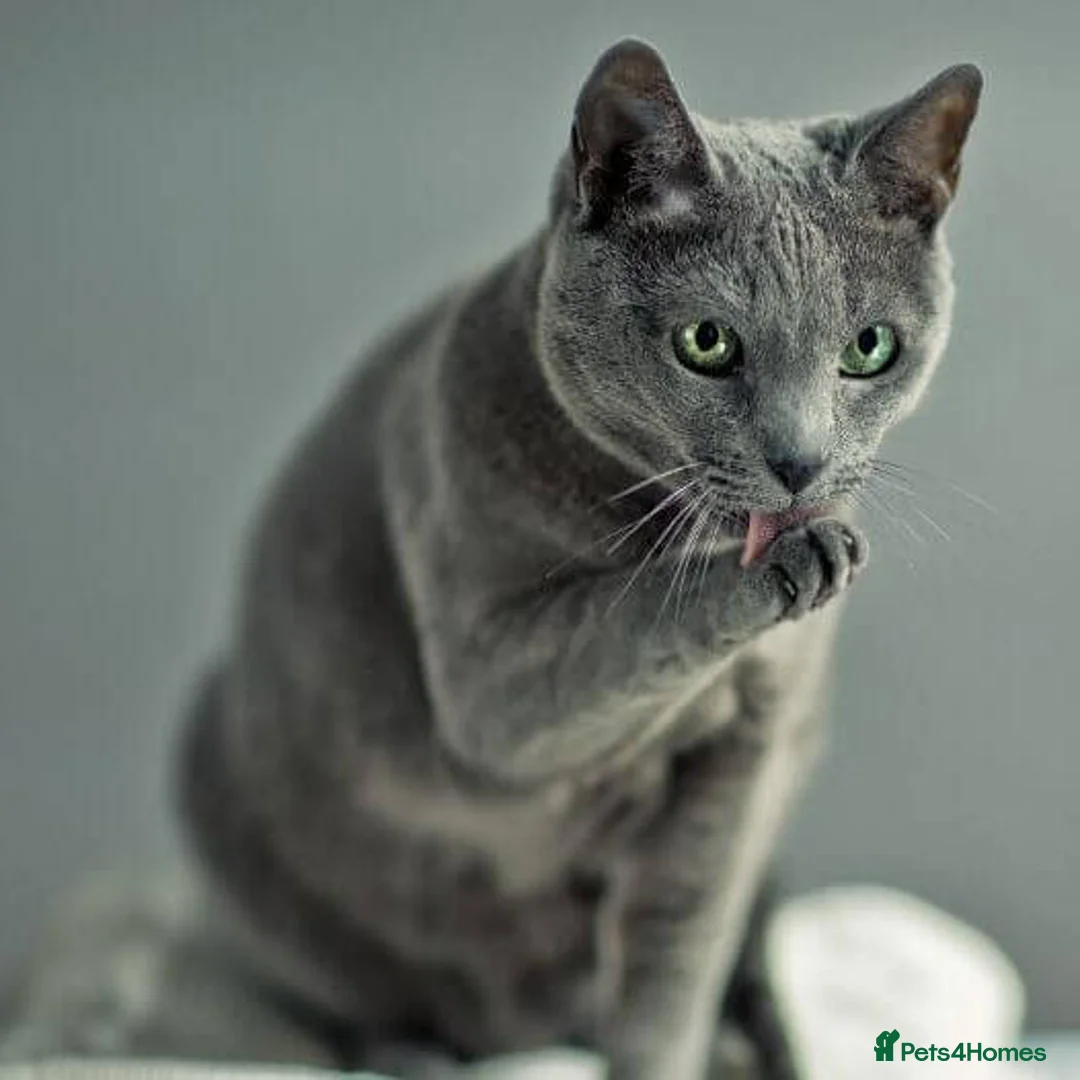 Mixed Breed cats for sale: cute mixed kittens  in London - Advert 1