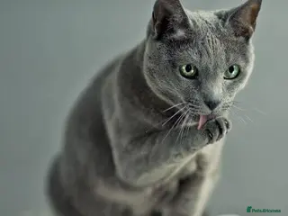 Mixed Breed cats cute mixed kittens - Advert 1