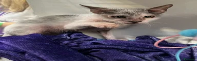 Lykoi 1 Mickey