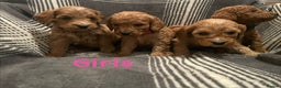 Cockapoo dogs for sale: *Stunning  litter of F2 cockapoo puppies*** - Advert 5