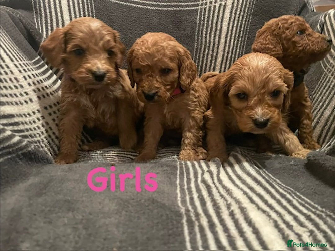 Cockapoo dogs for sale: *Stunning  litter of F2 cockapoo puppies*** - Advert 5