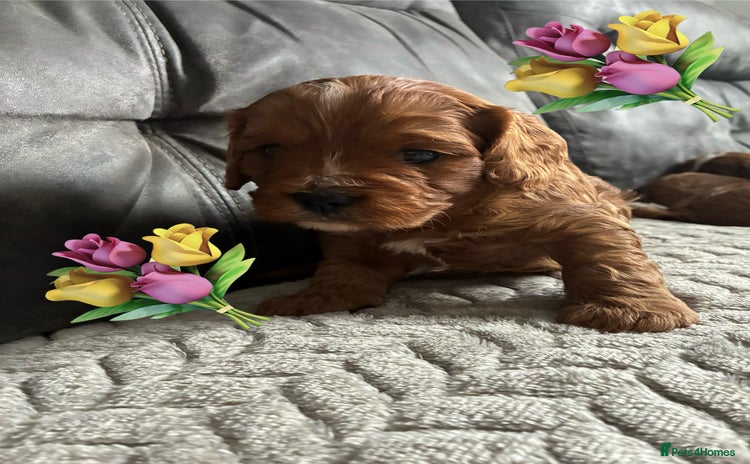 Cavapoo dogs Cavapoo puppies - Advert 3