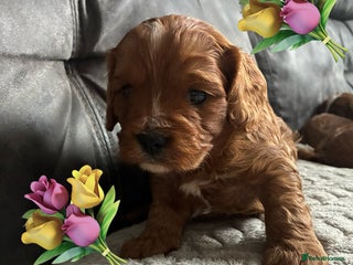 Cavapoo dogs Cavapoo puppies - Advert 12