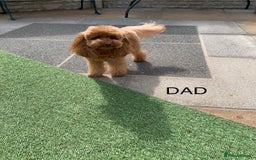 Maltipoo dogs for sale: Beautiful maltipoo puppies looking for new homes  - Image 31