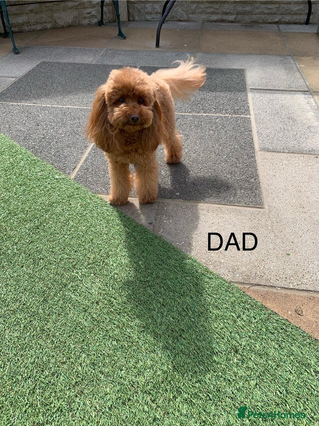 Maltipoo dogs for sale: Beautiful maltipoo puppies looking for new homes  - Image 31
