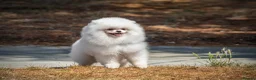 Pomeranian dogs for sale: Handsome boy, as elegant as a white cloud - Advert 1